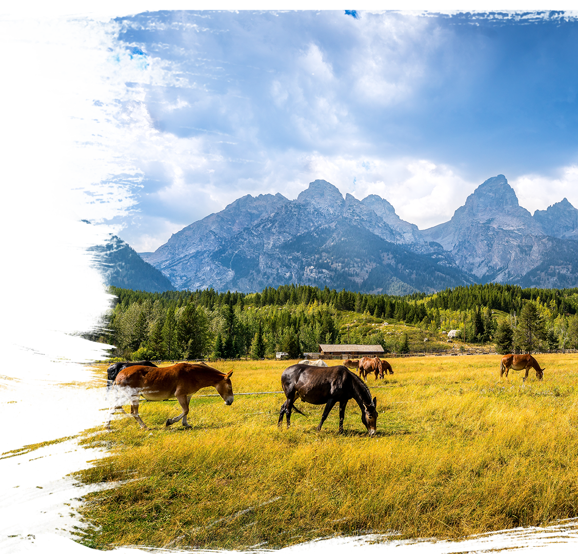 Horses on a plot of land with mountains in the background